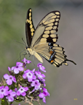 Giant Swallowtail 2732